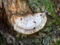 Halbrunder weißer Baumpilz an morschem Stamm